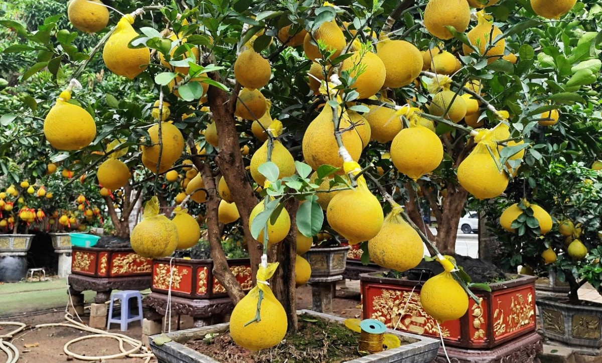 Những cành bưởi Diễn trĩu quả với sắc vàng đặc trưng. Ảnh: Báo tin tức