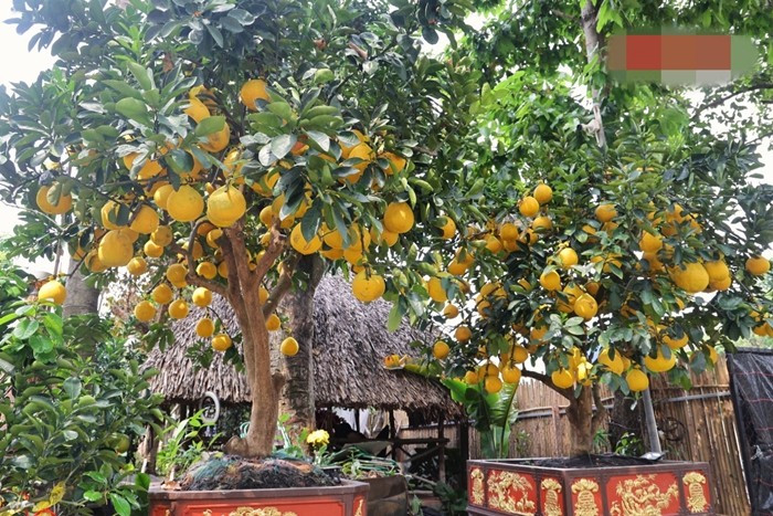 Trái bưởi có kích thước lớn hơn, màu sắc đồng đều, không bị đốm và “trái thật” chiếm tỉ lệ cao, do cây cho trái tự nhiên, không qua cấy ghép hay tác động nhân tạo. Ảnh: Báo tin tức