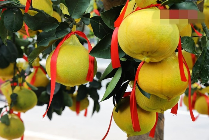 Năm nay được đánh giá kỷ lục về số lượng trái trên các gốc bưởi nhỏ. Ảnh: Báo tin tức