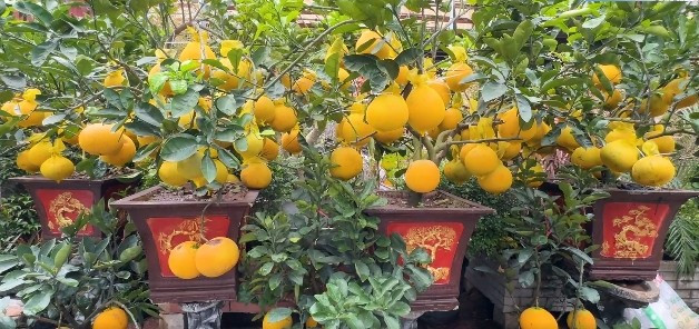 Đối tượng khách hàng rất đa dạng. Các gia đình có diện tích nhà vừa phải hoặc căn hộ thường ưu tiên lựa chọn các cây nhỏ gọn. Ảnh: SGGP