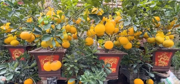 Đối tượng khách hàng rất đa dạng. Các gia đình có diện tích nhà vừa phải hoặc căn hộ thường ưu tiên lựa chọn các cây nhỏ gọn. Ảnh: SGGP