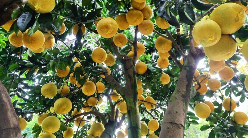 Còn hơn một tháng nữa mới đến Tết Nguyên đán Bính Ngọ 2026 nhưng dọc tuyến đường Mai Chí Thọ (TP HCM), không khí Tết đã bắt đầu hiện diện khi hàng loạt nhà vườn tập kết bưởi Diễn từ phía Bắc chuyển vào. Ảnh: Báo tin tức