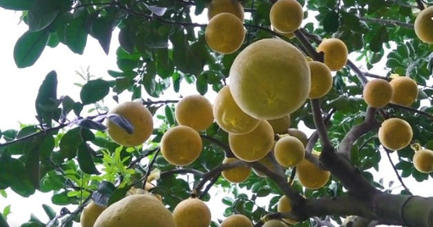 Tuy nhiên, lượng khách hỏi mua và đặt cây từ sớm lại sôi động hơn so với những năm gần đây. Ảnh: Vietnamnet