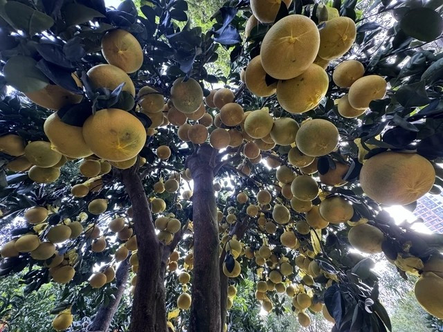 Chậu lớn nhất có gần 400 trái vàng ươm từ gốc đến ngọn, với tỷ lệ trái thật chiếm khoảng 80%. Ảnh: Người lao động