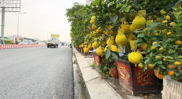 Các nhà vườn cho biết, năm nay nguồn cung giảm do mưa bão, chi phí vận chuyển tăng khiến giá thành bưởi Diễn cao hơn so với mọi năm. Ảnh: SGGP