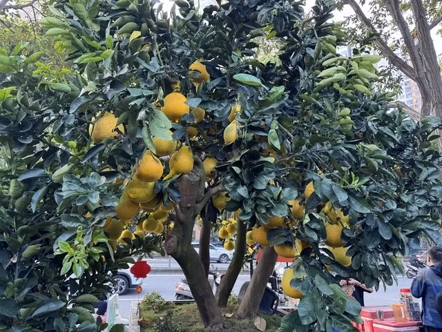 Một nhà vườn trưng bày 2 chậu bưởi Diễn khổng lồ ngay mặt tiền đường Mai Chí Thọ khiến người đi đường ai cũng trầm trồ. Ảnh: Người lao động