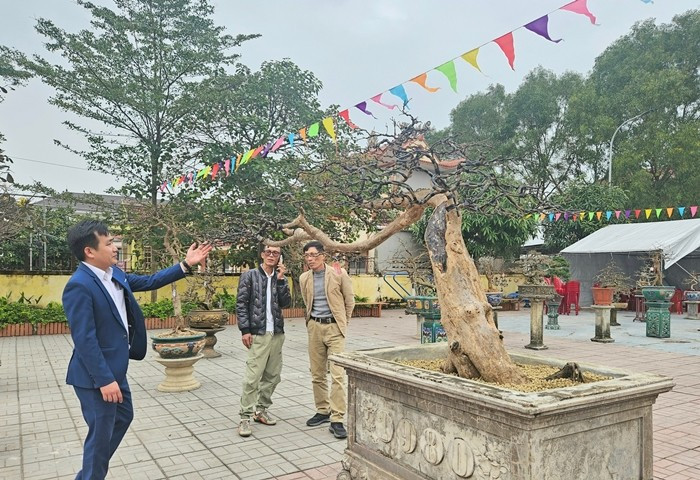 Cây mai vàng có tên "Long Vân Huyền Vũ" do tổng thể thân cây như một con Rồng uốn lượn, xung quanh, những tán cây tỏa ra tựa như mây. Ảnh: Dân Việt