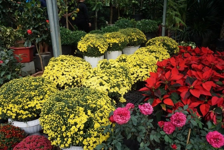 Nhiều tiểu thương chủ động kết nối trực tiếp với nhà vườn, đưa hoa lên thành phố tiêu thụ. Ảnh: Người lao động