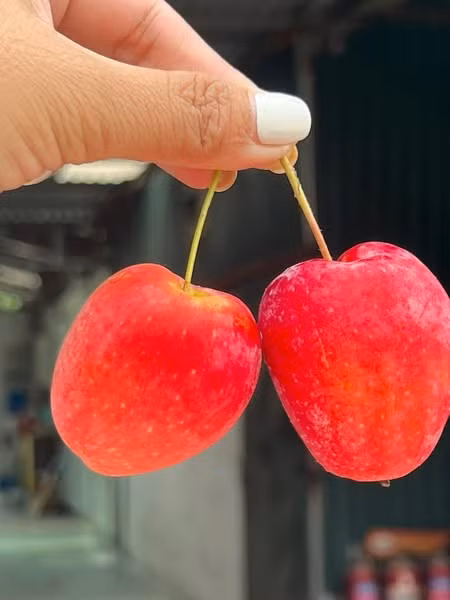 Loại quả này thuộc giống táo nhưng kích thước chỉ bằng khoảng ba đầu ngón tay, cuống dài như cuống quả cherry nên được gọi là táo cherry. Ảnh: Gold Fruit