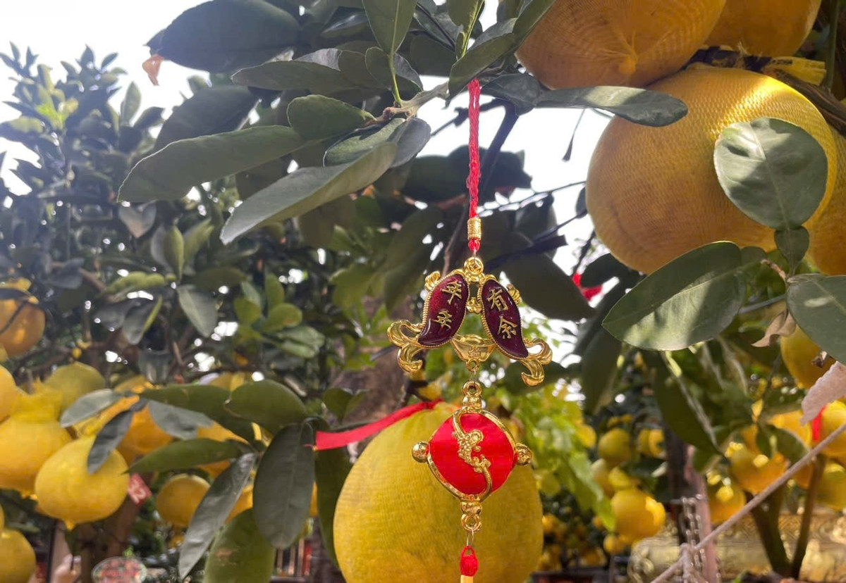 Những gốc bưởi Diễn cổ thụ với tán lớn, quả đều, dáng đẹp giá từ 45 - 50 triệu đồng/cây; thậm chí có cây lên tới hơn 100 triệu đồng. Ảnh: Tiền phong