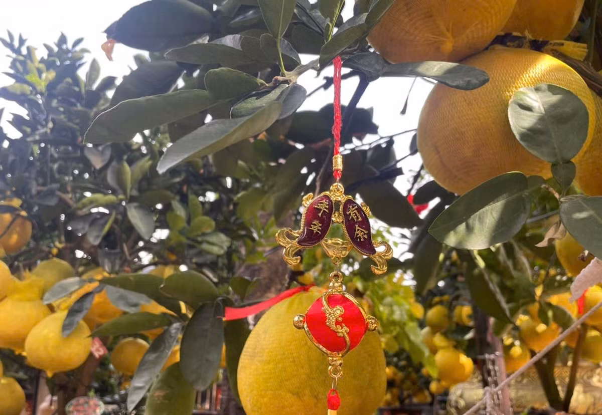 Những gốc bưởi Diễn cổ thụ với tán lớn, quả đều, dáng đẹp giá từ 45 - 50 triệu đồng/cây; thậm chí có cây lên tới hơn 100 triệu đồng. Ảnh: Tiền phong