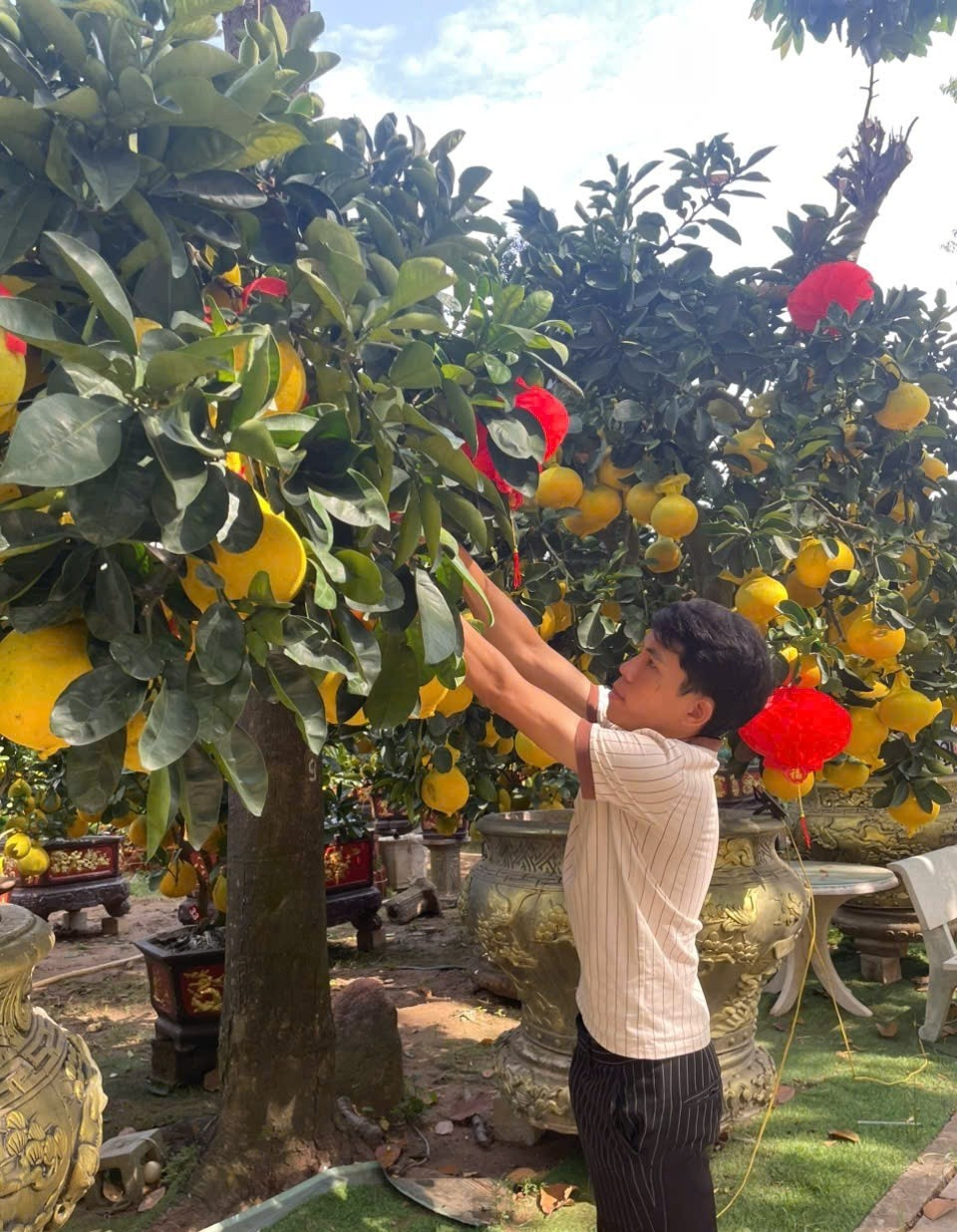 Mặc dù giá tăng mạnh, một số nhà vườn cho biết lượng khách đặt mua sớm vẫn khá tích cực. Ảnh: Tiền phong