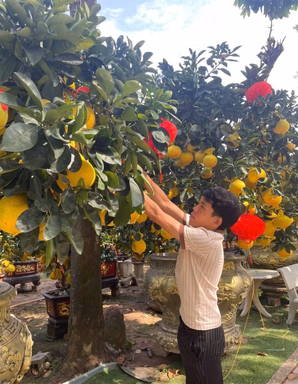 Mặc dù giá tăng mạnh, một số nhà vườn cho biết lượng khách đặt mua sớm vẫn khá tích cực. Ảnh: Tiền phong