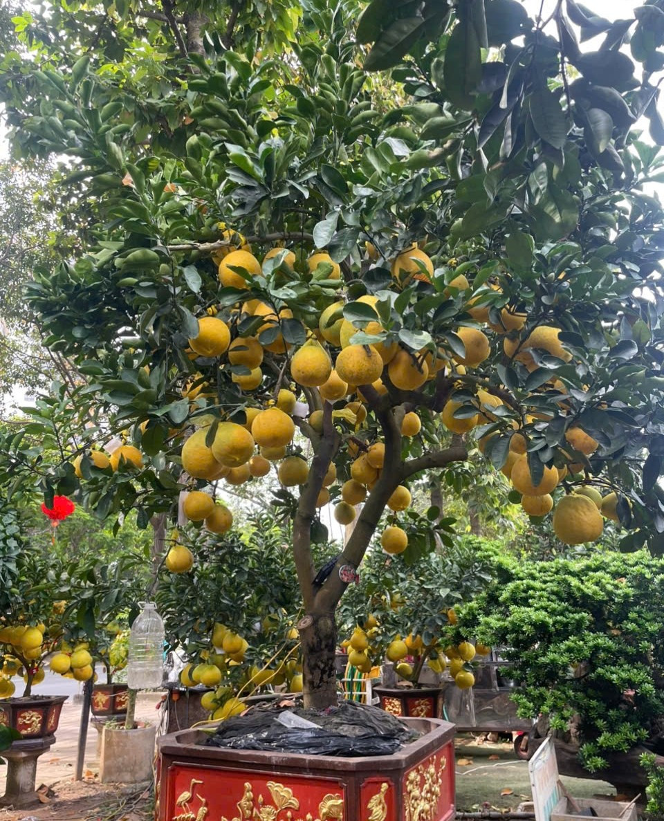 Những cây nhỏ có từ 35-50 trái, trong khi cây lớn từ 70-150 trái, đặc biệt có cây lên tới 200 trái. Ảnh: Phunuonline