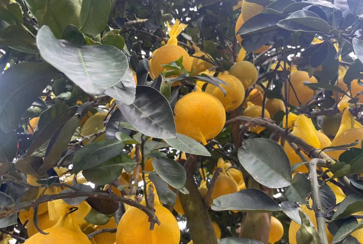 Tết năm nay, bưởi Diễn có số lượng trái nhiều gấp đôi so với năm ngoái. Chất lượng trái cũng tốt hơn, màu sắc đồng đều. Ảnh: Phunuonline