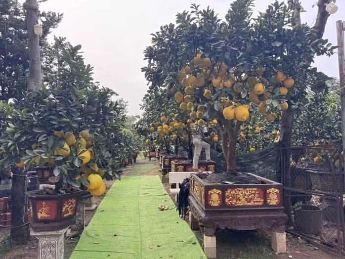 Gần hai tháng mới đến Tết Nguyên đán Bính Ngọ 2026, nhưng dọc tuyến đường Mai Chí Thọ thuộc phường Bình Trưng (TP HCM), các nhà vườn đã trưng bày bưởi Diễn trái vàng ươm. Ảnh: Người lao động