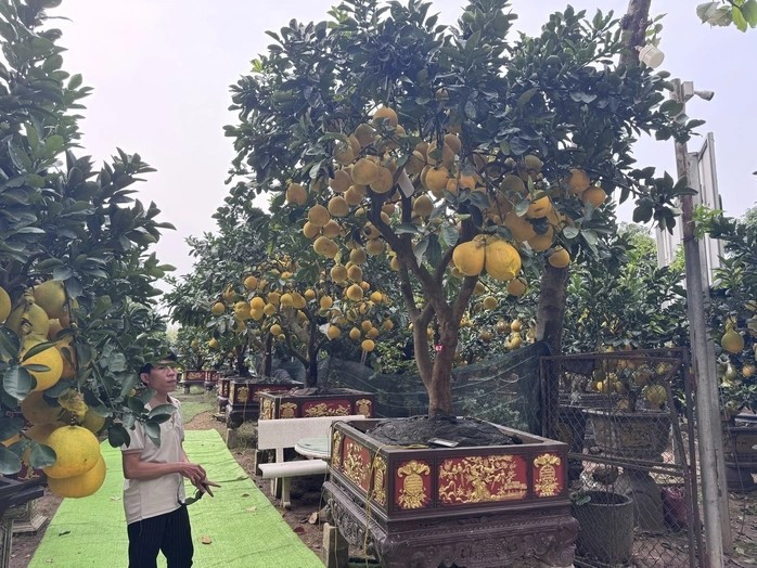 Trong khi đó, cây cỡ trung và lớn dao động từ vài chục triệu đồng/cây, tùy vào dáng thế và số quả. Ảnh: Người lao động