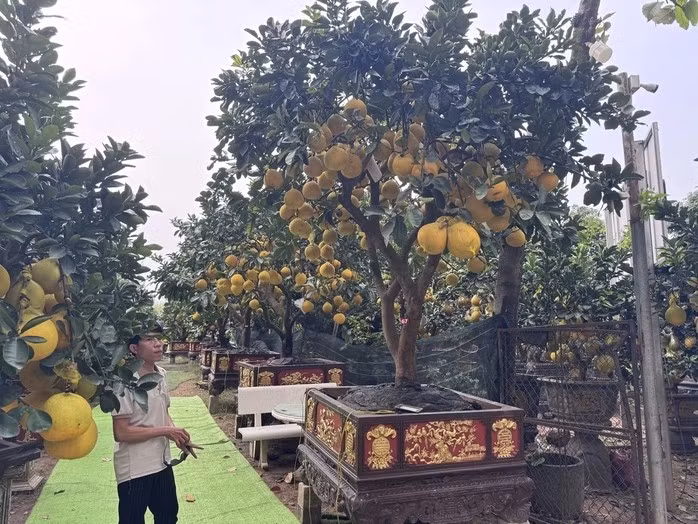 Trong khi đó, cây cỡ trung và lớn dao động từ vài chục triệu đồng/cây, tùy vào dáng thế và số quả. Ảnh: Người lao động
