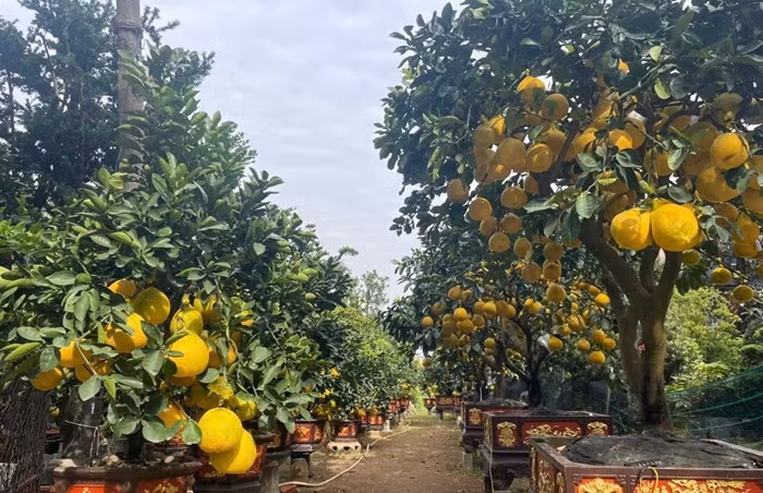 Theo các nhà vườn, do tác động kéo dài của bão Yagi từ năm trước, sản lượng bưởi Diễn năm nay sụt giảm khoảng 70%. Ảnh: Phunuonline