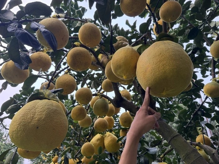 Những cây bưởi cỡ nhỏ năm ngoái giá khoảng 5,5 triệu đồng/cây, năm nay tăng lên mức 7,5 - 9 triệu đồng/cây. Ảnh: Người lao động