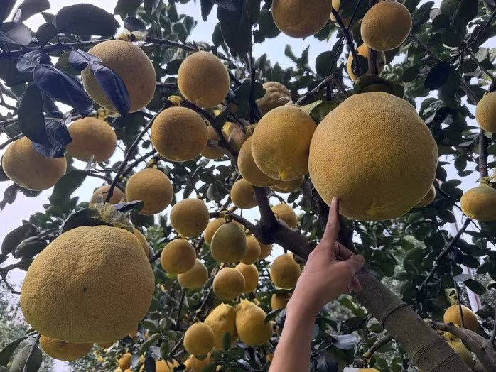 Những cây bưởi cỡ nhỏ năm ngoái giá khoảng 5,5 triệu đồng/cây, năm nay tăng lên mức 7,5 - 9 triệu đồng/cây. Ảnh: Người lao động