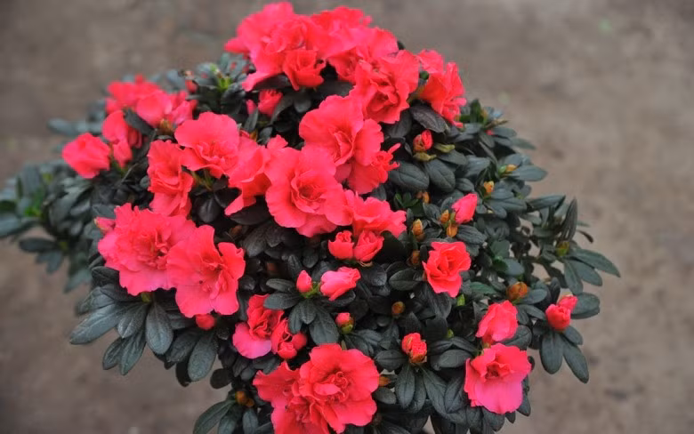 Hoa đỗ quyên được yêu thích mỗi dịp xuân về nhờ sắc hoa rực rỡ, đa dạng nhưng nổi bật nhất vẫn là màu đỏ. Hoa mọc thành chùm, nở đồng loạt, tạo cảm giác sum vầy và sung túc. Ảnh: Internet