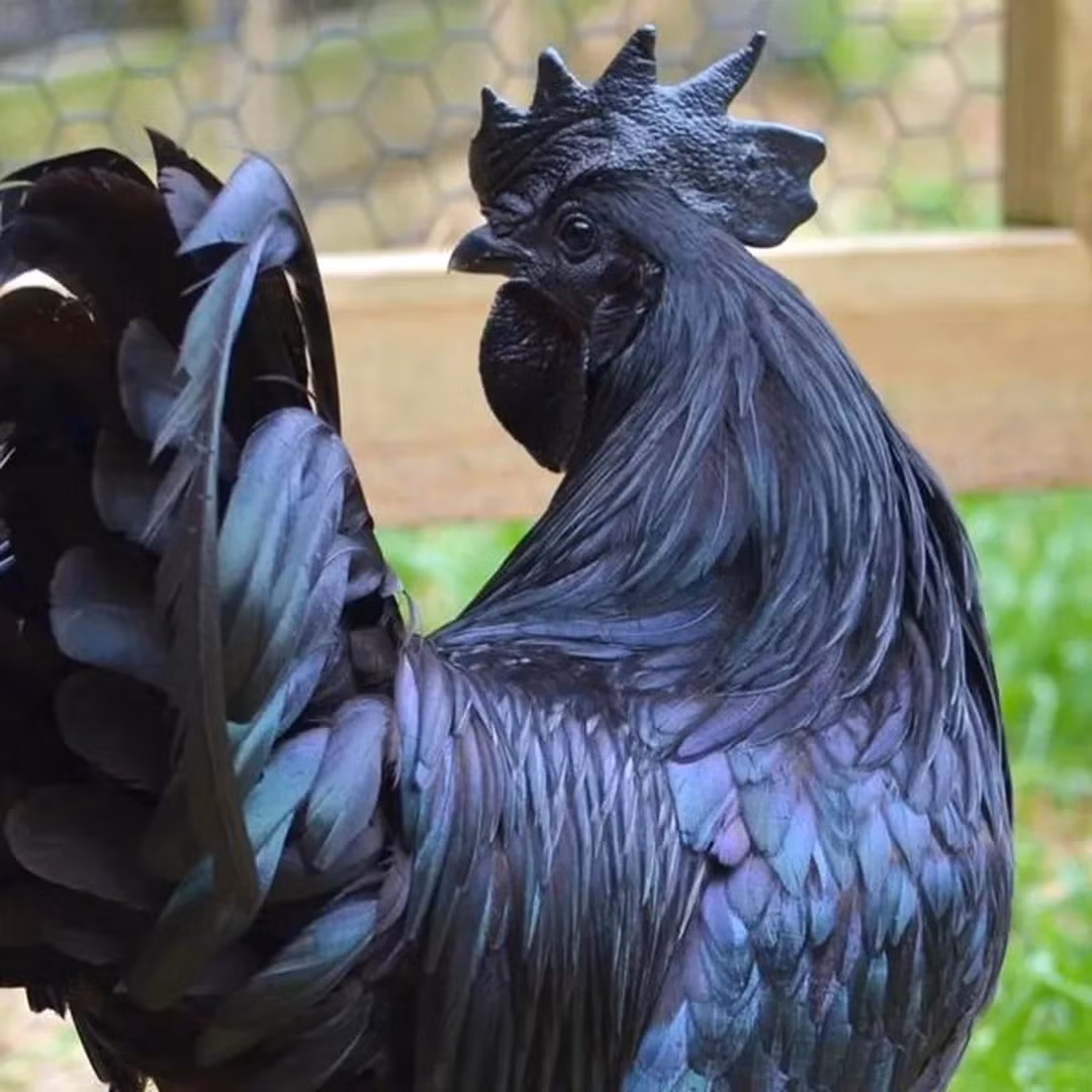 Có nguồn gốc sâu xa trong văn hóa dân gian Indonesia, nơi chúng được cho là sở hữu sức mạnh huyền bí, gà Ayam Cemani được các nhà sưu tập săn đón ráo riết, cộng với độ hiếm khiến giá lên tới 2.500 USD/con (tương đương hơn 65 triệu đồng). Ảnh: iRoamly