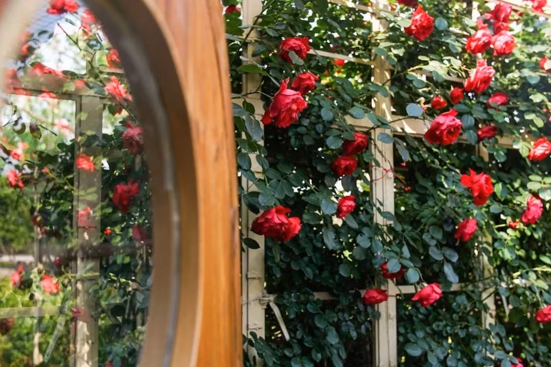 Giàn hồng leo đẹp mê mẩn. Ảnh: Sohu