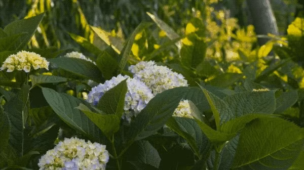 Cẩm tú cầu trồng xung quanh ao. Ảnh: Sohu