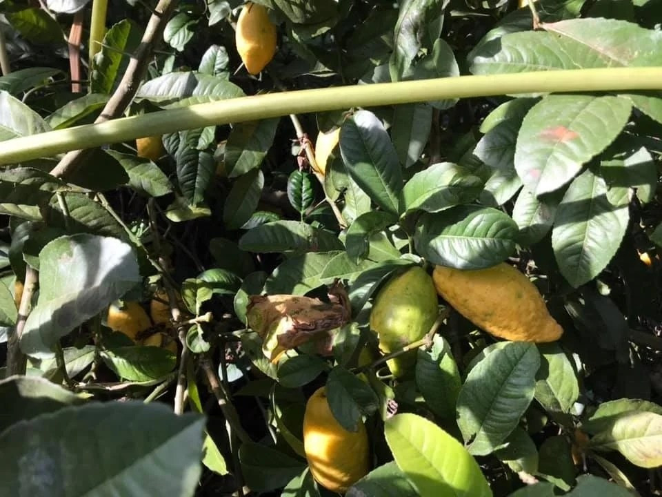 Do sinh trưởng tự nhiên, không được chăm bón nên chanh yên rừng năng suất thấp. Có cây mỗi vụ chỉ đậu vài quả, thậm chí có cây không được trái nào. Ảnh: Dân Việt