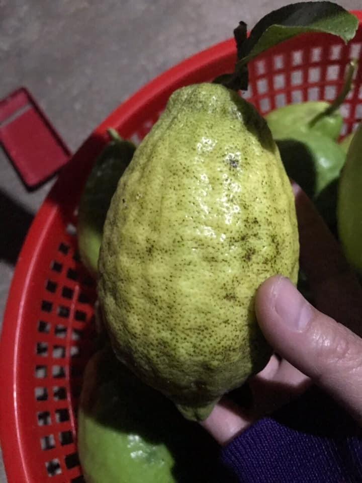 Hoa chanh yên rừng màu trắng pha tím giống chanh yên trồng nhưng mùi hương nồng và sâu hơn. Ảnh: Suckhoedoisong