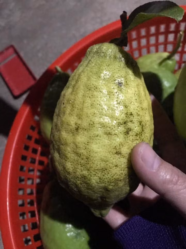 Hoa chanh yên rừng màu trắng pha tím giống chanh yên trồng nhưng mùi hương nồng và sâu hơn. Ảnh: Suckhoedoisong