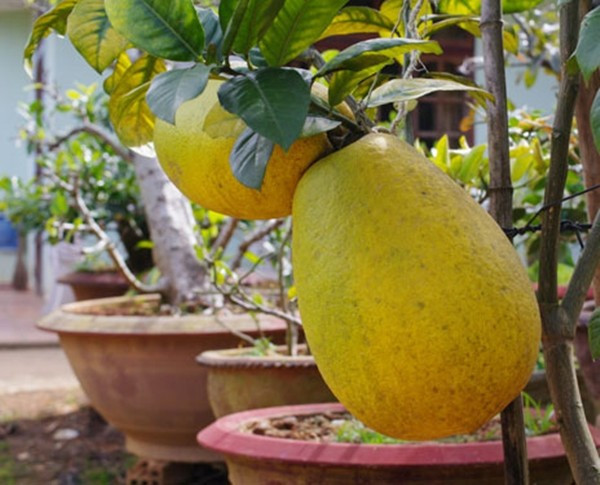 Dịp Tết, chanh yên khổng lồ được một số nơi bày bán để bày mâm ngũ quả. Ảnh: Caycanhhaidang