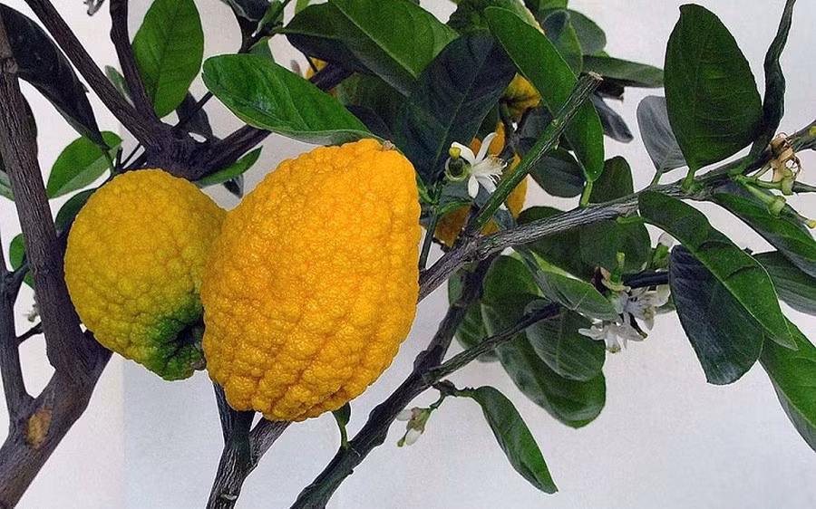 Trước kia, chanh yên rừng vốn chỉ mọc tự nhiên ở những vùng núi cao và chỉ người đi rừng biết tới, hái về làm thuốc chữa ho. Ảnh: Suckhoedoisong