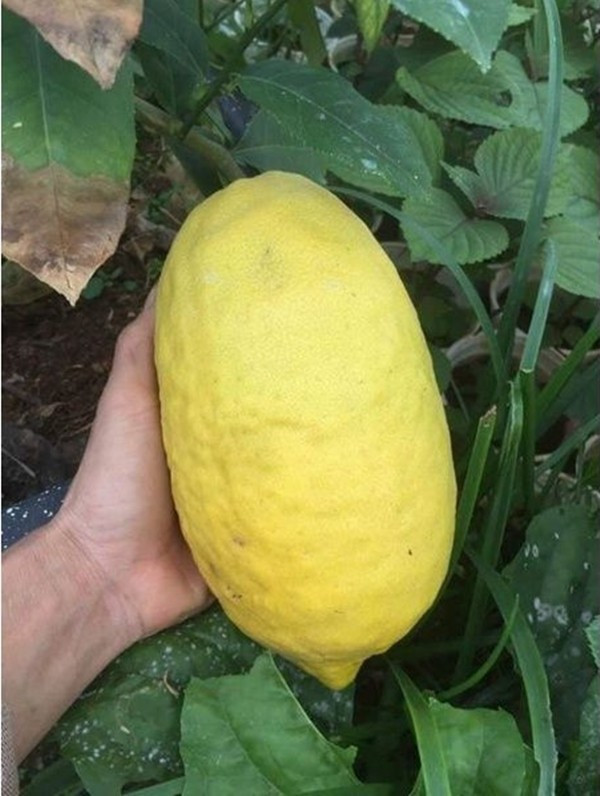 Trên thị trường, chanh yên giá khoảng 120.000 đồng/kg, loại kích thước lớn, mẫu mã đẹp để trưng Tết giá lên tới 300.000 đồng/kg. Ảnh: Lazada