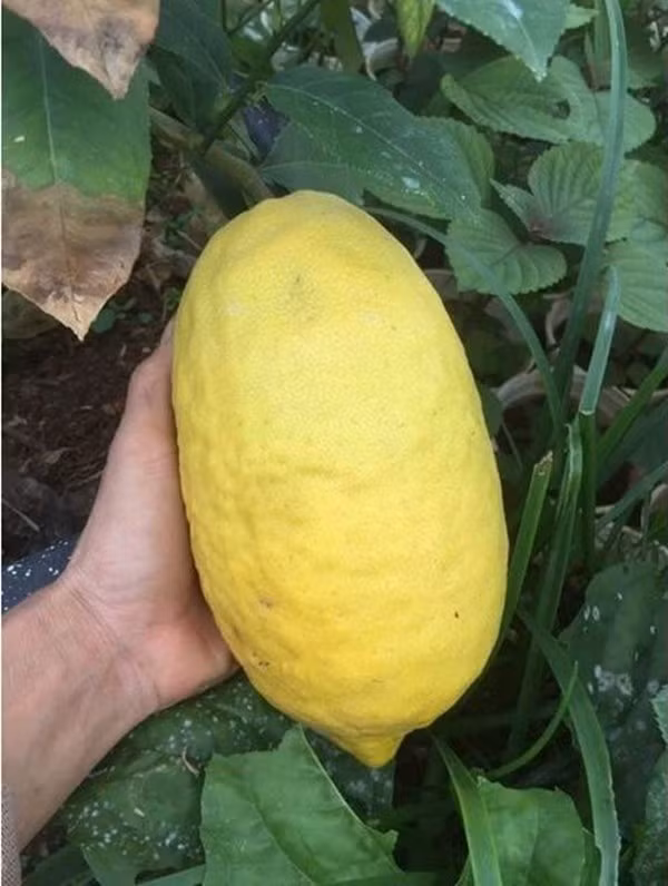 Trên thị trường, chanh yên giá khoảng 120.000 đồng/kg, loại kích thước lớn, mẫu mã đẹp để trưng Tết giá lên tới 300.000 đồng/kg. Ảnh: Lazada