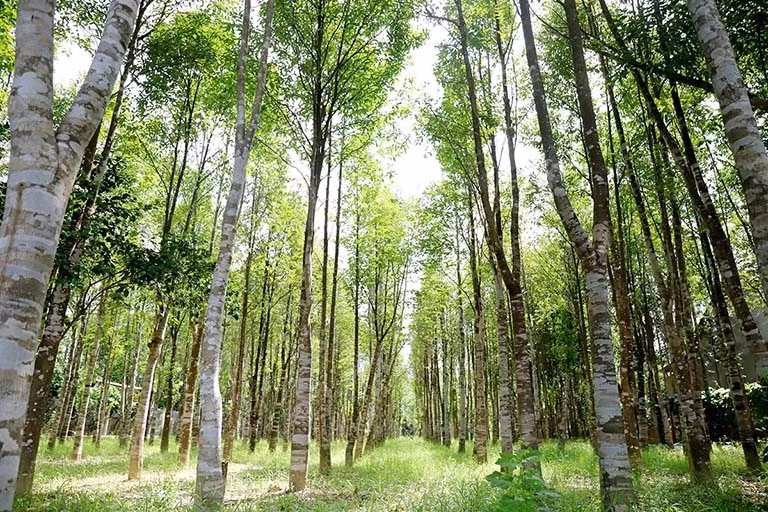 Tại Việt Nam, trầm hương phân bố nhiều tại các khu rừng nhiệt đới, rừng nguyên sinh như Thanh Hóa, Hà Tĩnh, Nghệ An, Khánh Hòa. Ảnh: Mộc Thiên An