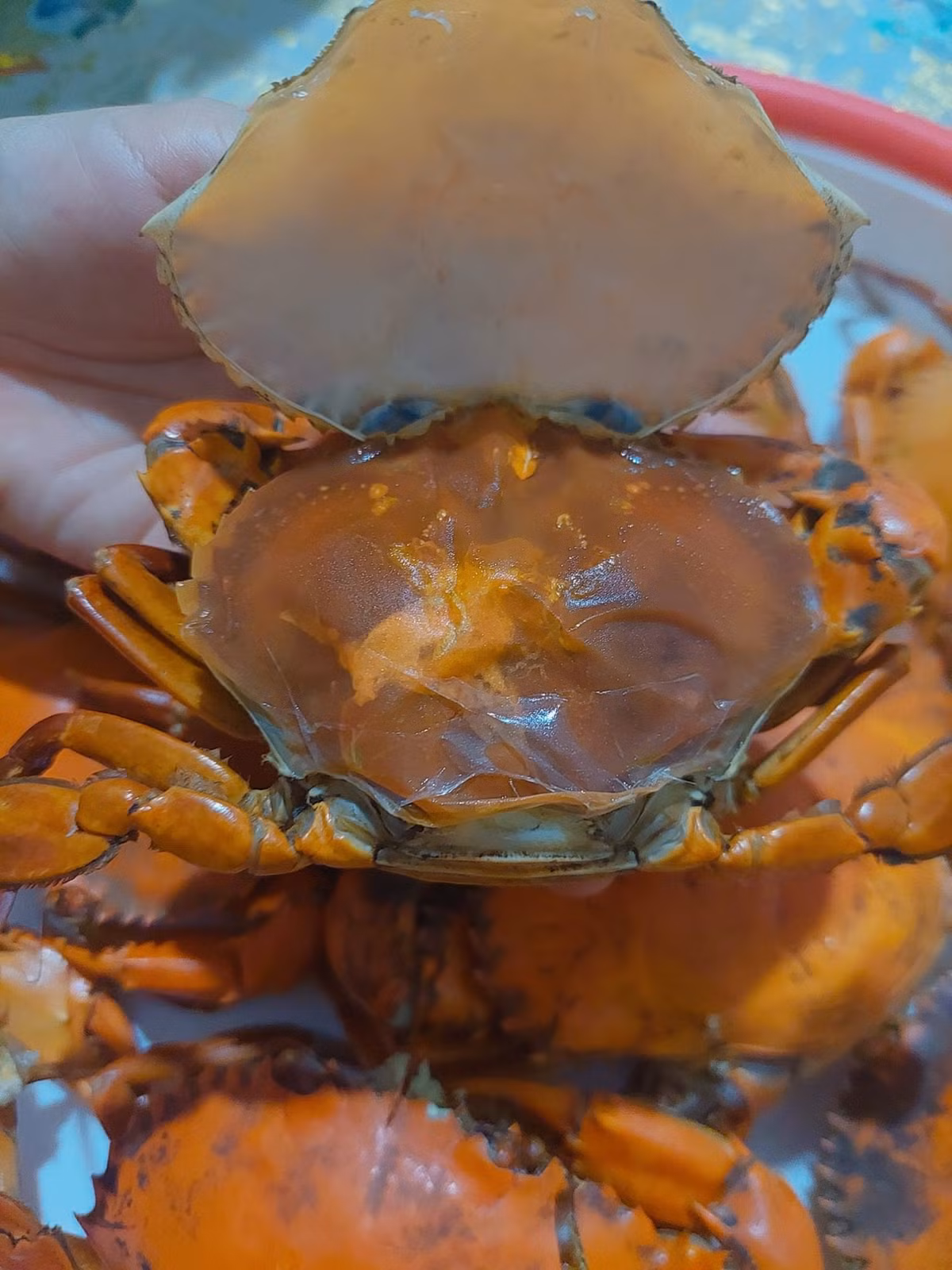 Cua gạch Cà Mau có thể chế biến thành nhiều món ngon như hấp bia, rang muối, rang me, cháy tỏi...Ảnh: Facebook