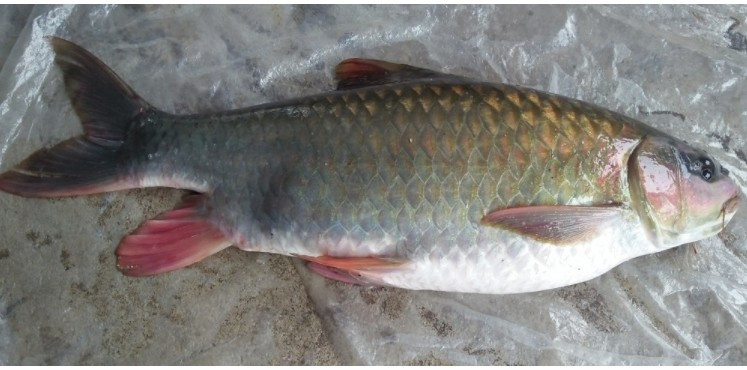 Đặc biệt, thịt cá bỗng ngọt, dai, thơm, không tanh và giàu dinh dưỡng. Điều này khiến cá bỗng trở thành đặc sản được nhiều người săn tìm. Ảnh: Dân Việt