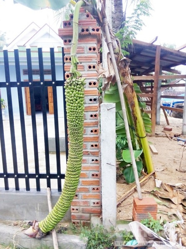 Cây chuối nhà anh Trần Khánh, trú tại thôn Trung Thứ, xã Mỹ Chánh Tây, huyện Phù Mỹ, Bình Định (cũ), nay là Gia Lai từng gây xôn xao cộng đồng mạng khi trổ tới hơn 300 nải. Ảnh: congan