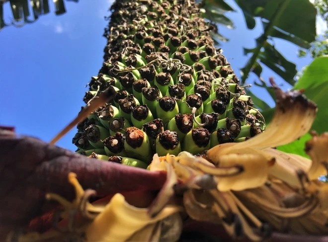 Hoa chuối vẫn tiếp tục phát triển, dự kiến cây cho gần 500 nải. Ảnh: Znews