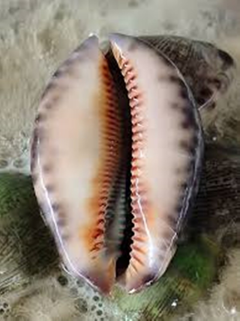 Từ tên gọi cho đến hình dáng, ốc bướm khiến không ít thực khách nghe nhắc đến phải bật cười ngượng ngùng. Ảnh: Internet