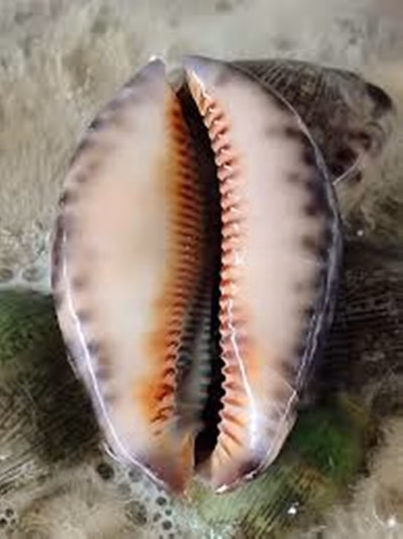 Từ tên gọi cho đến hình dáng, ốc bướm khiến không ít thực khách nghe nhắc đến phải bật cười ngượng ngùng. Ảnh: Internet