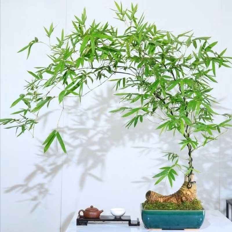 Tre bonsai chinh phục mọi người bằng dáng cao, thẳng, cành mảnh mai, mềm mại, lá xanh tươi, trông thanh lịch và tinh tế. Ảnh: Shopee