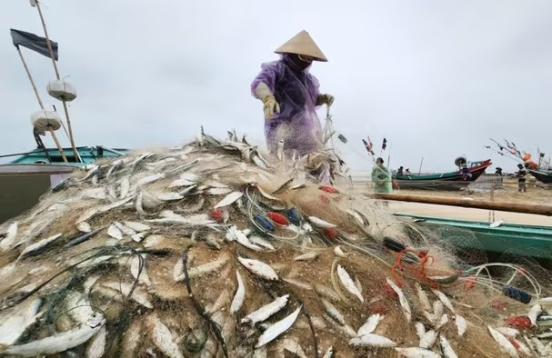 Hàng nghìn con cá trích dính trên lưới. Ảnh: Vietnamnet