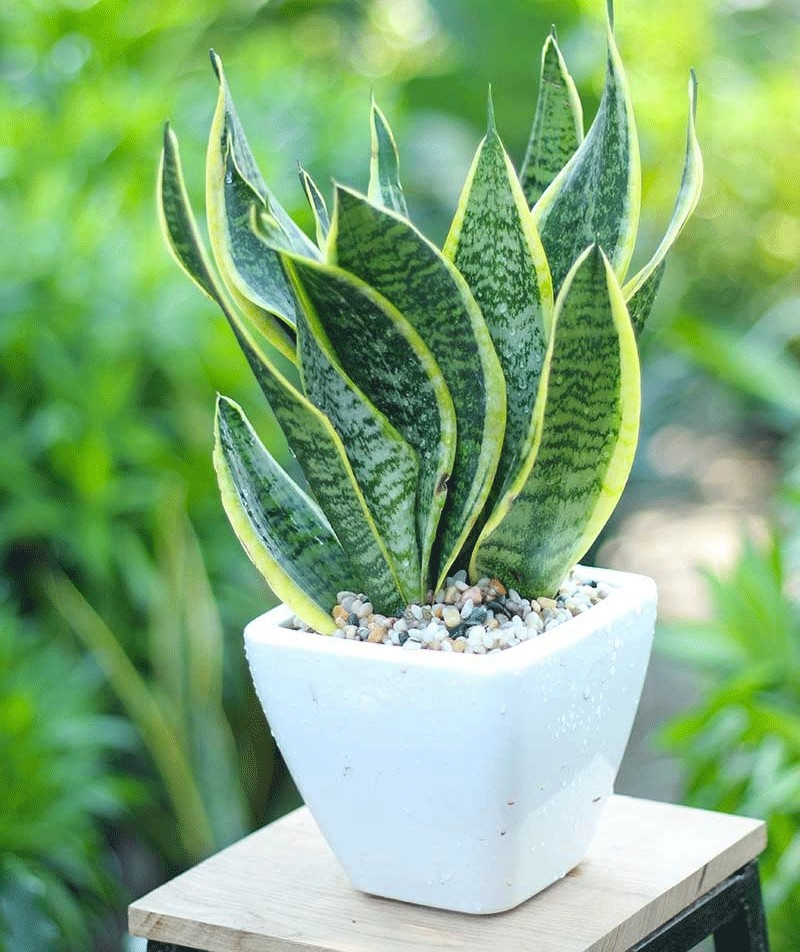 Trồng cây lưỡi hổ trong nhà dịp đầu năm giúp mang lại cảm giác an tâm, vững vàng và khởi đầu mới đầy năng lượng tích cực. Ảnh: Hata Landscape