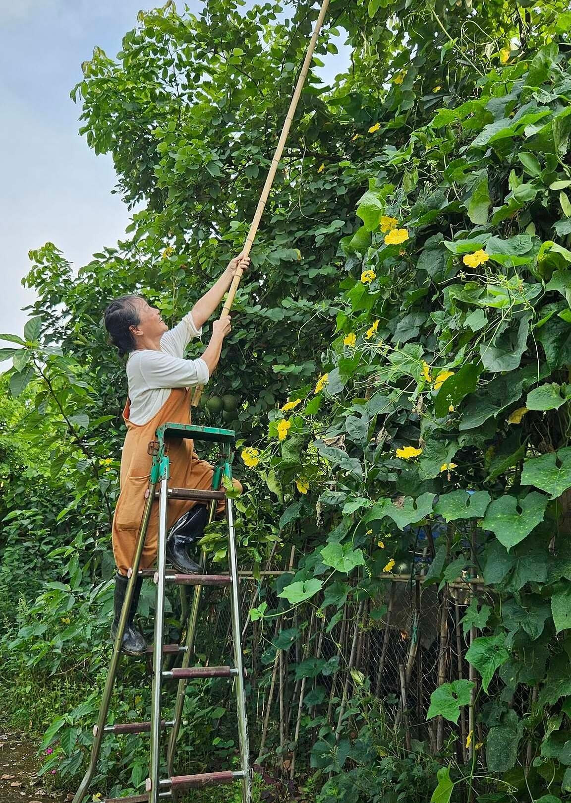 Tú Oanh tìm thấy niềm vui từ việc nhổ cỏ, chăm rau, hái hoa...Ảnh: FB Oanh Le Tu