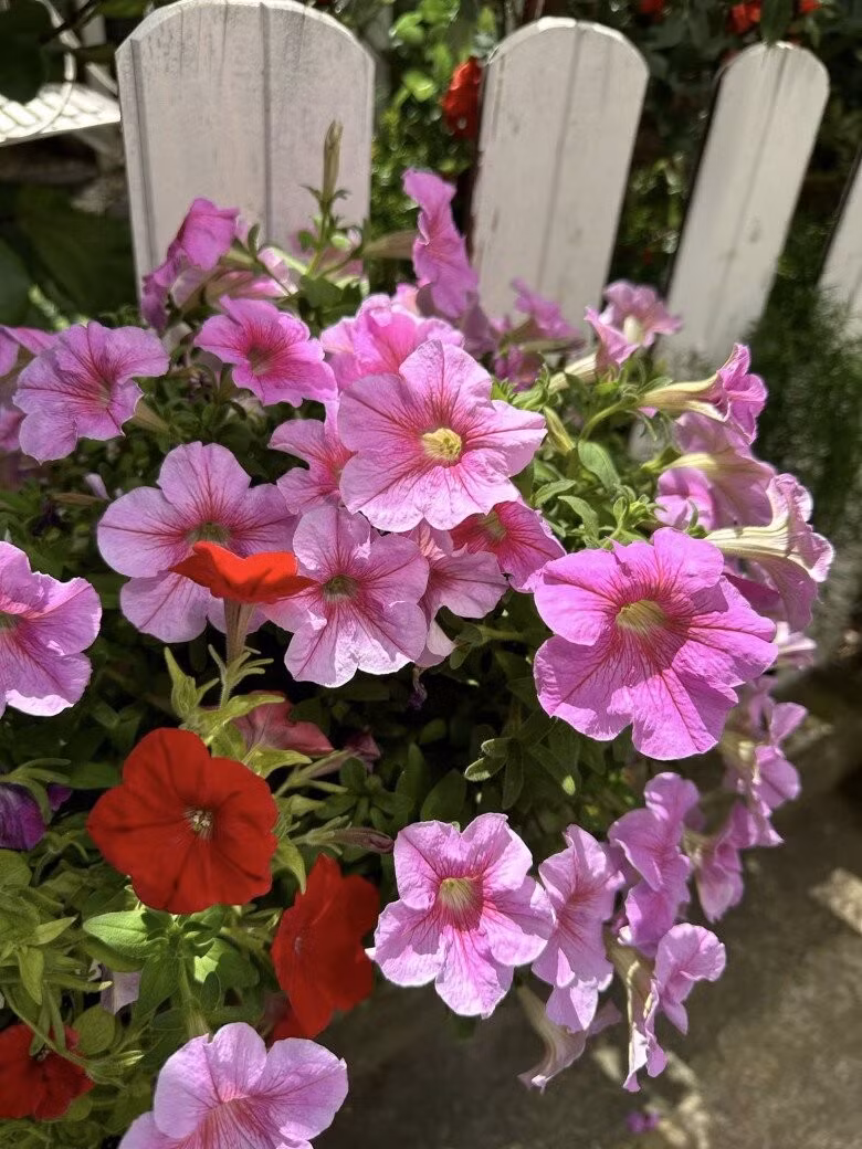 Hầu hết các loại hoa trong vườn đều dễ trồng, chỉ cần tưới nước đều và sống dưới ánh sáng tự nhiên. Ảnh: FB Nguyễn Vy Oanh