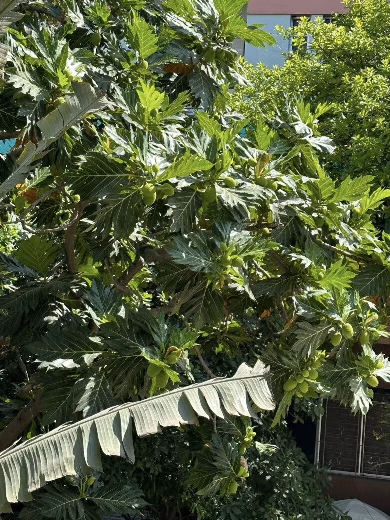 Ngoài hoa, trong vườn còn có cây sa kê trĩu quả. Ảnh: FB Nguyễn Vy Oanh