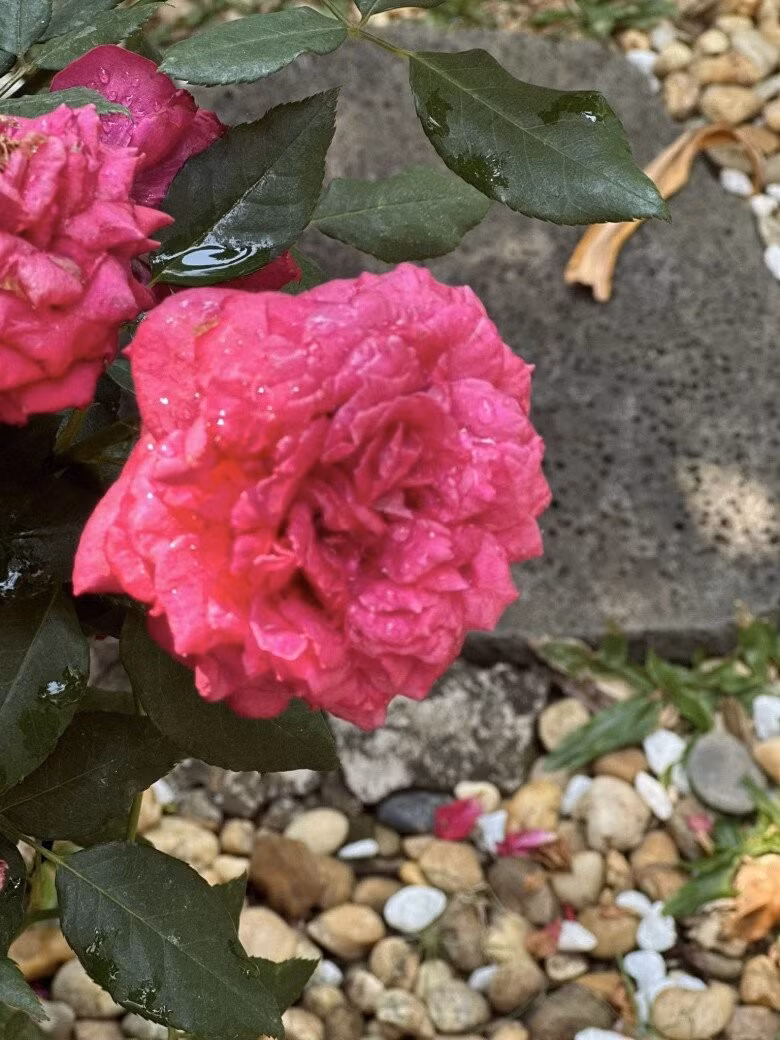 Hồng cổ thắm sắc sau cơn mưa. Ảnh: FB Nguyễn Vy Oanh